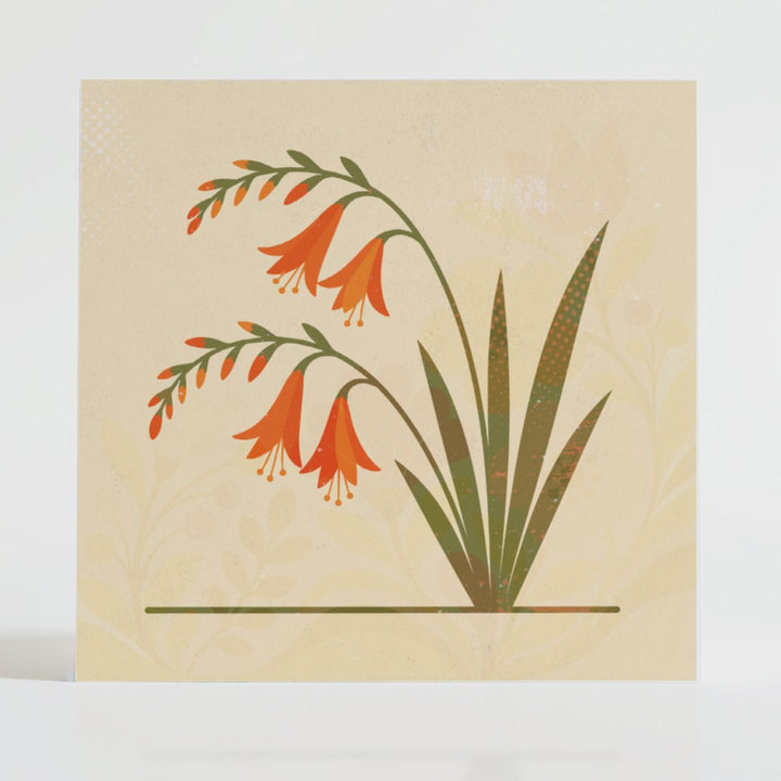 Specimen No. 04: Crocosmia
